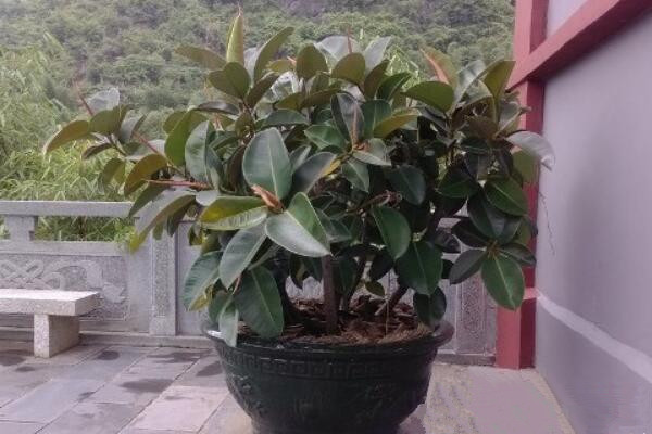 橡皮樹多久澆一次水，不同時(shí)期澆水次數(shù)不同