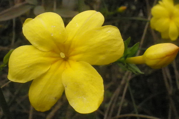 迎春花光長(zhǎng)葉不開(kāi)花怎么辦