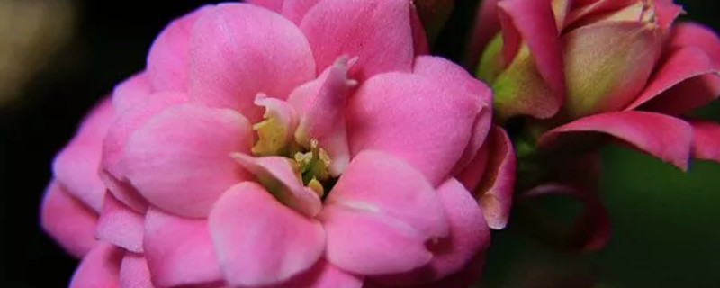 長壽花冬季的養(yǎng)殖方法和注意事項