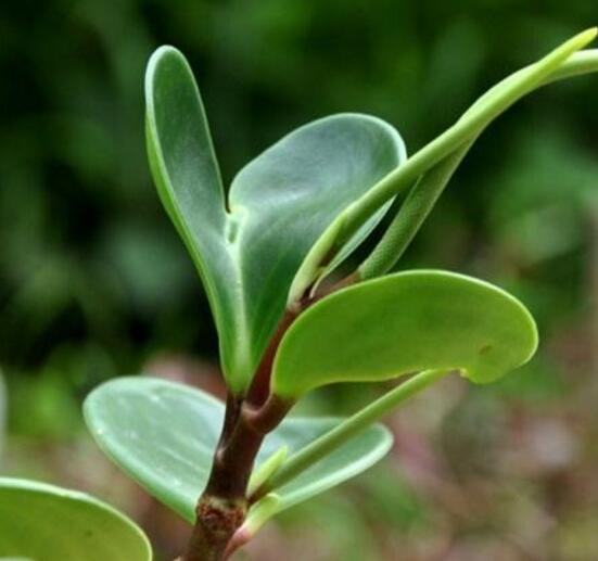 碧玉花葉子發(fā)黑怎么辦，四種原因以及解決辦法