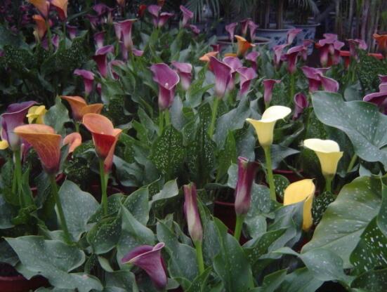 荷蘭馬蹄蓮的養(yǎng)殖方法，做好六個要點(diǎn)生長碧綠宜人