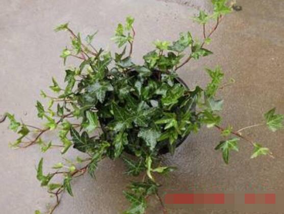 怎樣讓常春藤長得快，教你六個要點生長枝繁葉茂