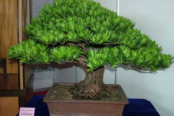 羅漢松用什么肥料快長，不同的時期對養(yǎng)分的需求不同