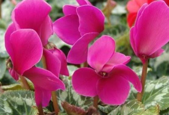 仙客來葉子嚴(yán)重發(fā)黃，老農(nóng)總結(jié)最直觀三種解決辦法