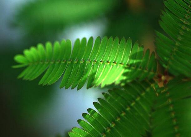 含羞草怎么養(yǎng)長的快，需要養(yǎng)殖在適合生長的環(huán)境中