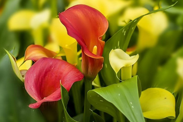 彩色馬蹄蓮為什么不能復(fù)花，品種特殊復(fù)花難度大