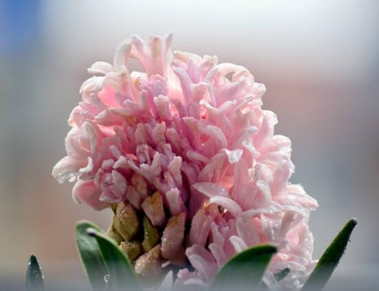 家里養(yǎng)風(fēng)信子好嗎，好/美化家居環(huán)境、凈化空氣