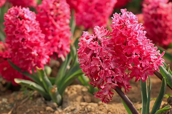 風(fēng)信子開完花后怎么處理，包裹冷藏來年煥活復(fù)花