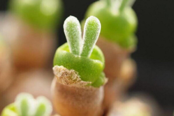 碧光環(huán)怎么養(yǎng)