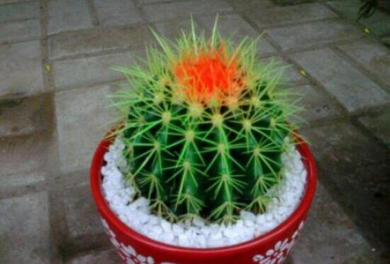 小仙人球澆水多少毫升，澆水的量一般以100-200毫升為準(zhǔn)