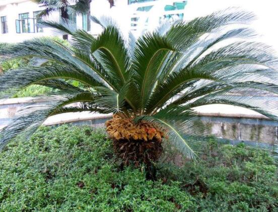 為什么蘇鐵不長(zhǎng)新葉子，教你三種最直觀有效解決辦法