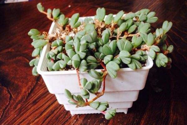 碧玉蓮怎么繁殖，桿插繁殖操作方便且成活率較高