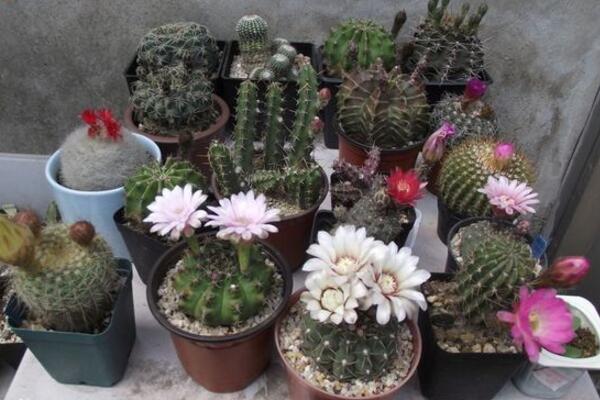 仙人掌怎么養(yǎng)長得快，掌握好5大養(yǎng)殖要點(diǎn)