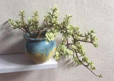 雅樂之舞花怎么養(yǎng)，4種養(yǎng)殖技巧保生長