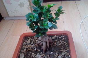 小榕樹盆景怎么養(yǎng)，盆景小榕樹養(yǎng)殖方法