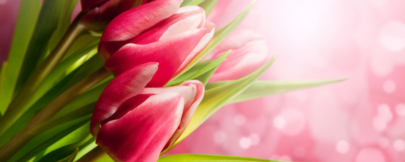 郁金香養(yǎng)在室內可以嗎