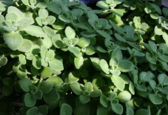 碰碰香能吃嗎，可食/泡茶泡酒香味濃郁、美味可口