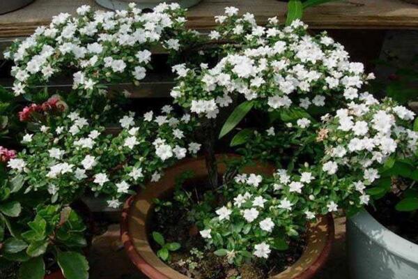 六月雪開花時間，每年的5-7月開花（6月開的最旺）