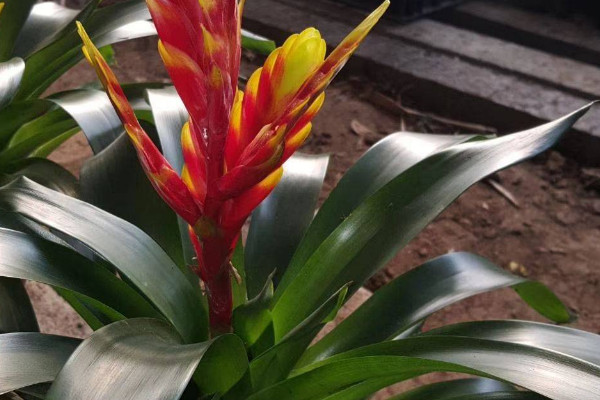 鴻運當(dāng)頭夏天可以分株嗎