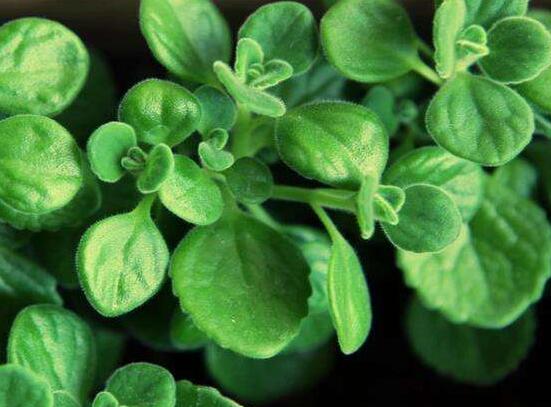 碰碰香的養(yǎng)殖方法，土壤陽光澆水施肥修剪病蟲害缺一不可