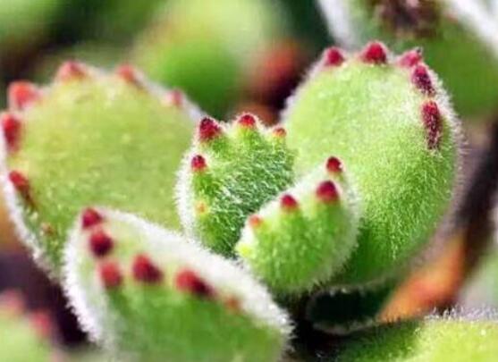 熊童子長(zhǎng)黑斑了怎么辦，教你兩種最常見解決辦法(蟲害與病害)