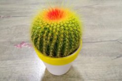 仙人球怎么種植，仙人掌種植經(jīng)驗(yàn)分享