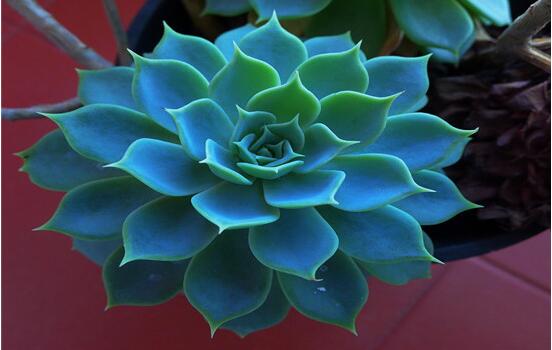 寶石花怎樣養(yǎng)才能長得快，做好四個要點(diǎn)生長的青翠欲滴