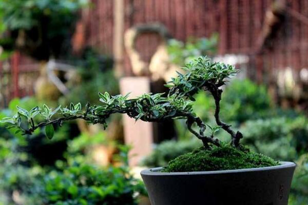 六月雪怕凍嗎，保證環(huán)境溫度不低于5℃