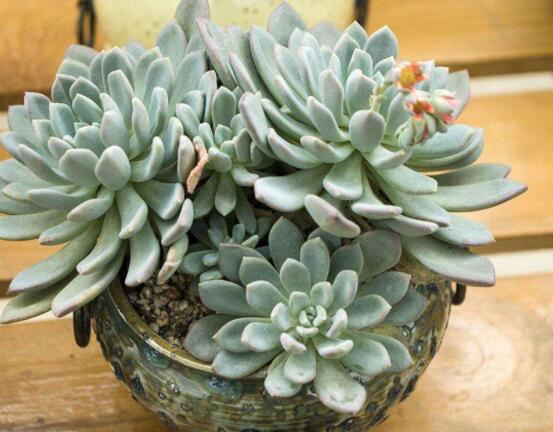 寶石花怎么澆水，不同季節(jié)不同澆水量(控水為主)