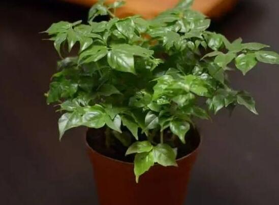 幸福樹葉子干枯怎么回事，四種原因以及解決辦法