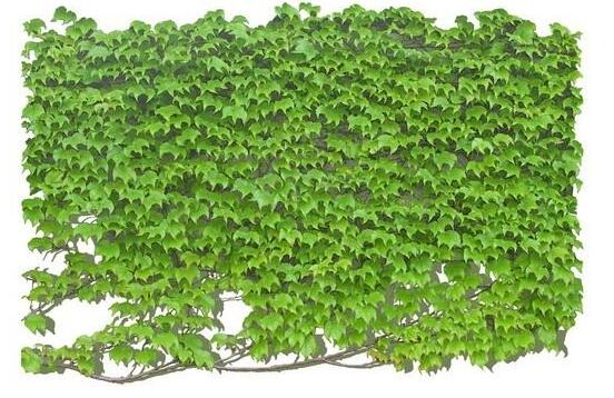 水培常春藤的養(yǎng)殖方法，老農總結的簡單易學三部曲