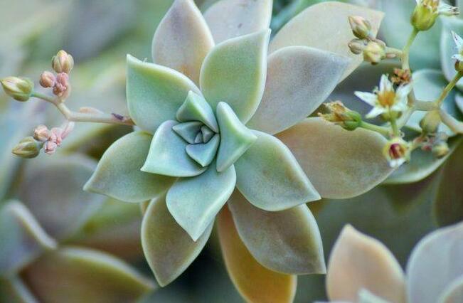 寶石花有毒嗎，無毒且對痛風有著很好的治療效果