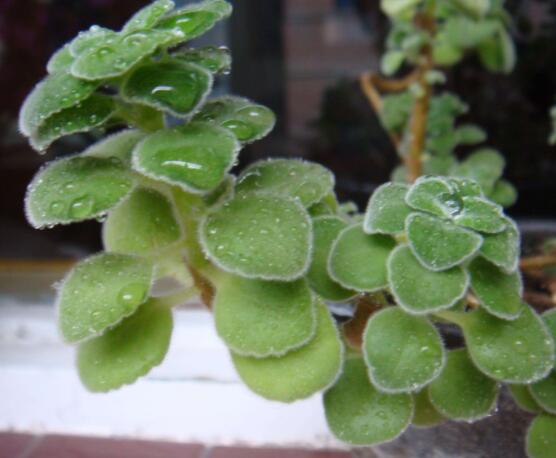 碰碰香的養(yǎng)殖方法，土壤陽光澆水施肥修剪病蟲害缺一不可