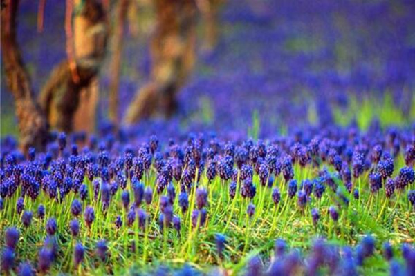 藍(lán)色風(fēng)信子好養(yǎng)嗎，新手必須要掌握的5大要點(diǎn)