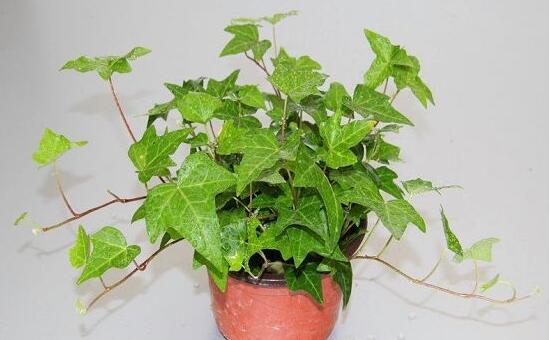 常春藤怎么澆水，常春藤多久澆一次水