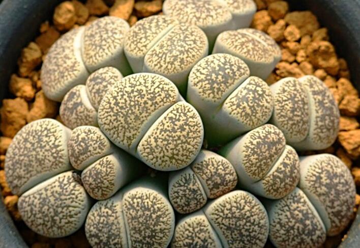 生石花怎么澆水，根據(jù)土壤的干濕程度來衡量澆水程度