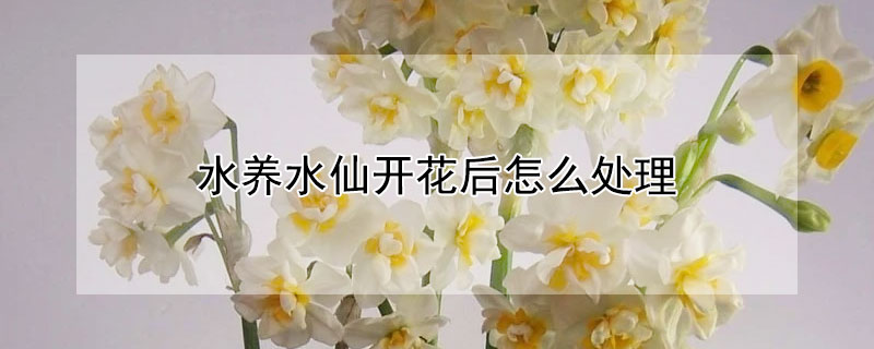 水養(yǎng)水仙開花后怎么處理
