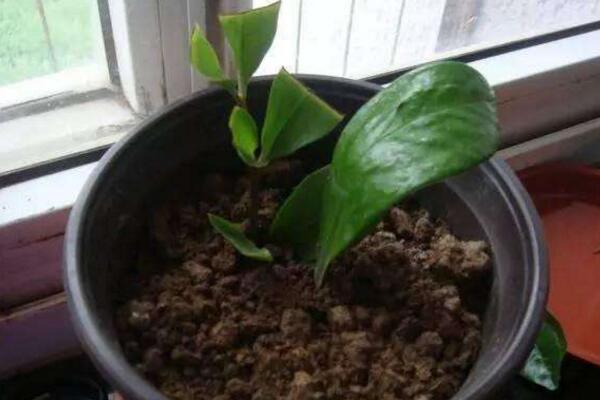 幸福樹怎么扦插，只需要掌握簡(jiǎn)單的幾步即可