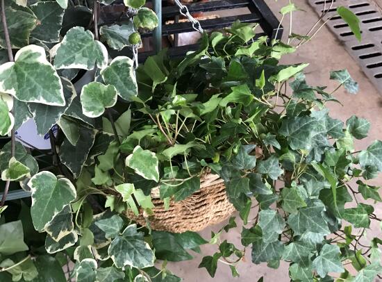 常春藤怎么養(yǎng)長得快，常春藤的養(yǎng)殖方法