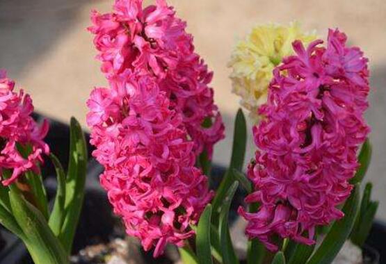 風信子怎么種，老農(nóng)總結(jié)最簡單有效五個步驟