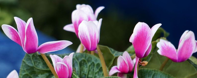 仙客來冬季的養(yǎng)殖方法和注意事項