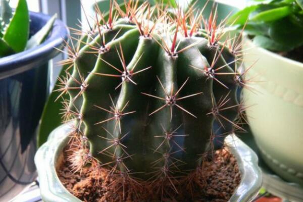 仙人球的繁殖方法，以下三種繁殖方法必須要掌握