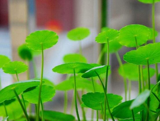 銅錢草的養(yǎng)殖方法和注意事項，老農(nóng)總結(jié)八大基本方法