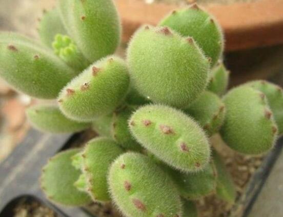 熊童子怎么養(yǎng)才能肥，主要做好四個要點即可