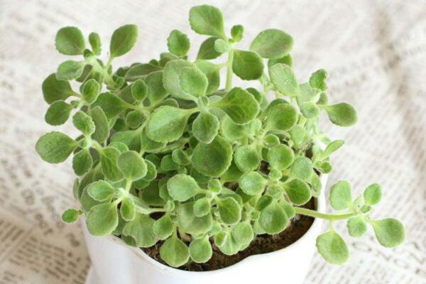 碰碰香夏天如何養(yǎng)護，控制光照并做好降溫措施