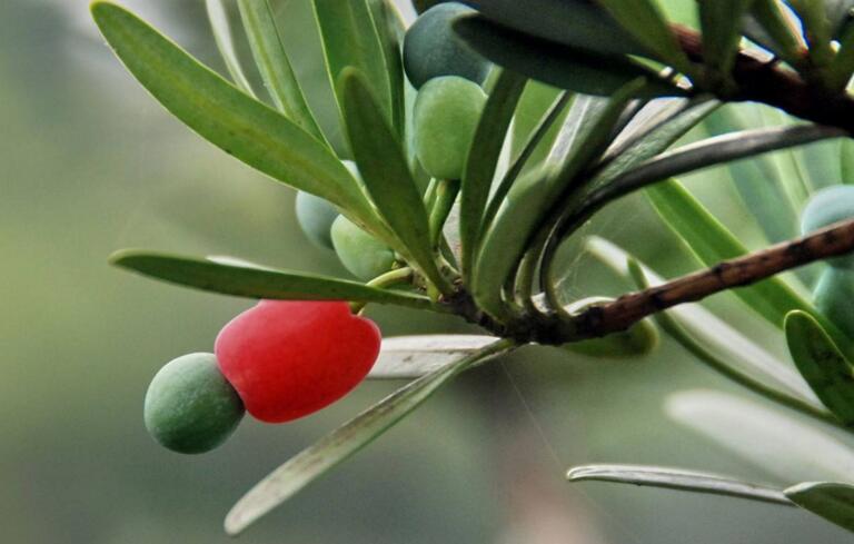 羅漢松果泡酒的方法，制作過程的4步驟