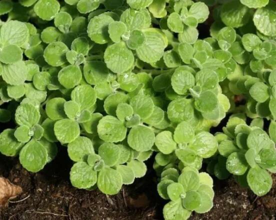 碰碰香怎么養(yǎng)茂盛，只需做好五個要點盆盆爆滿