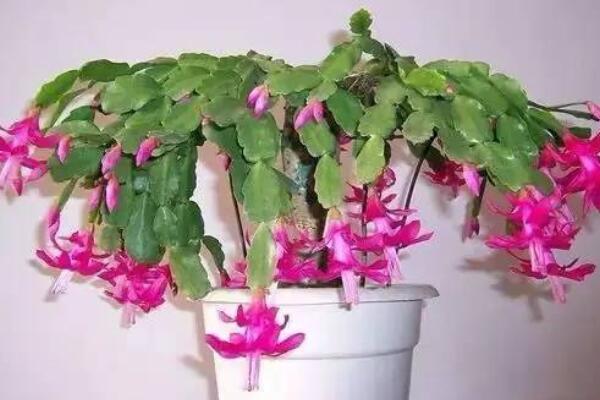 假曇花夏季怎么養(yǎng)