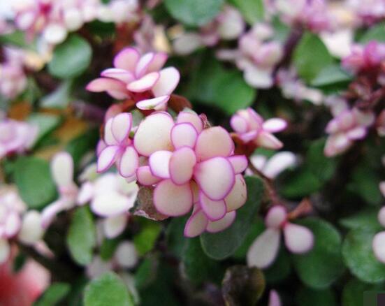 雅樂(lè)之舞怎么養(yǎng)出粉色，盆土合理/肥水結(jié)合/光照溫度適當(dāng)