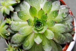 寶石花和觀音蓮的區(qū)別，詳細(xì)介紹葉子和花朵的不同